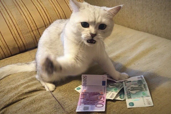 Кот и много денег